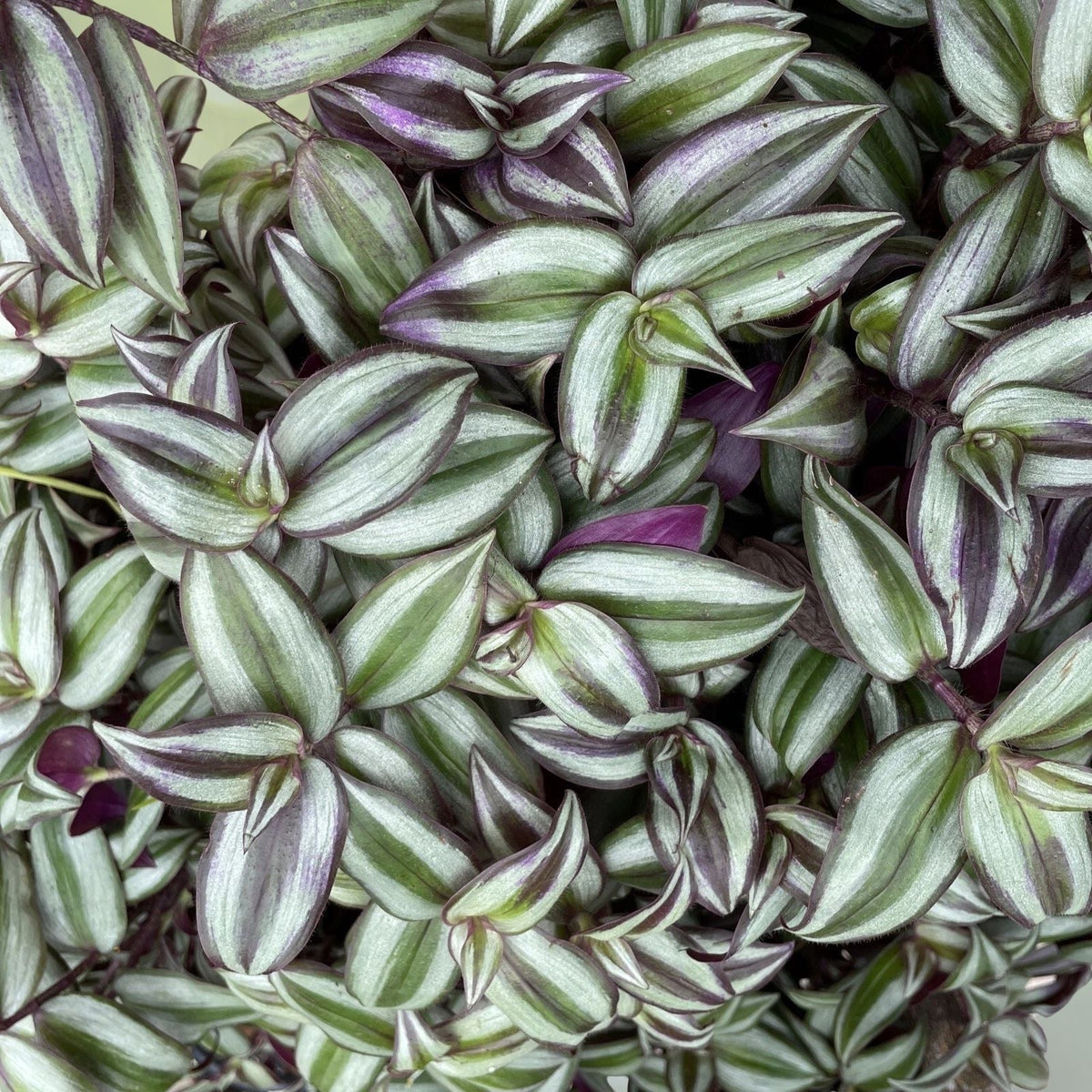 Wandering Jew Plant in 6” Pot - Tradescantia Zebrina Purple - Ideal for Hanging Planters