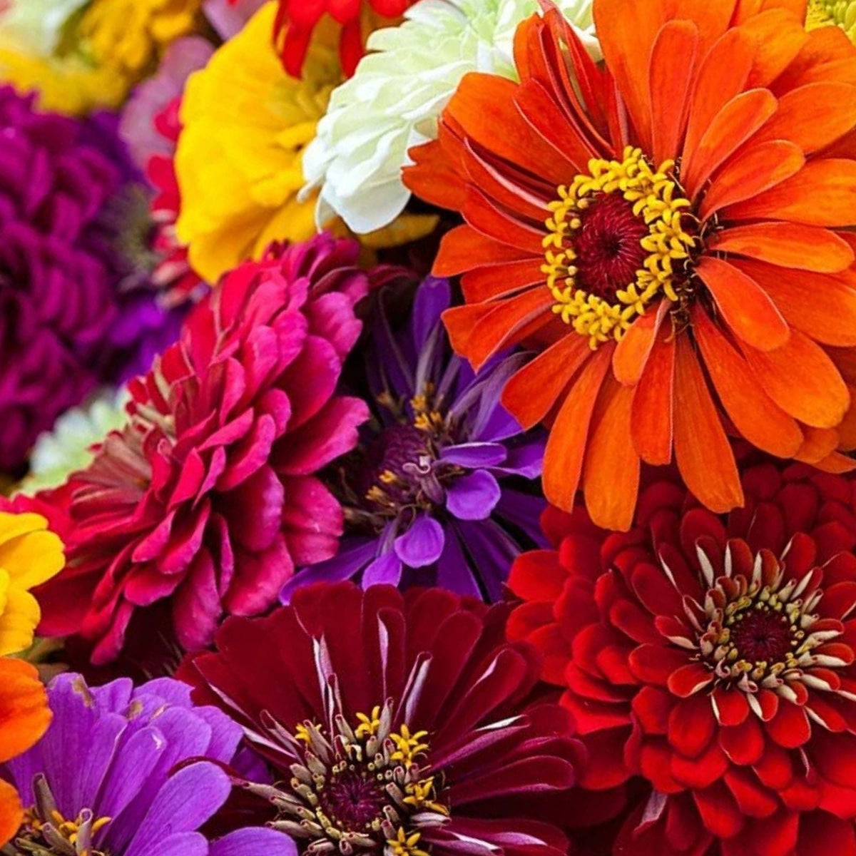 Giant California Zinnia Seeds - 200 Pack - Vibrant Colorful Flowers - Zinnia elegans