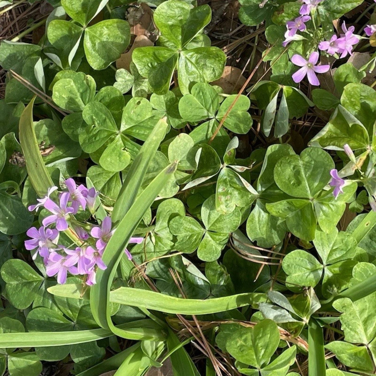 Pink Oxalis Wood Sorrel Bulbs - 40 Fresh Planting Bulbs - Easy Care Perennial (Oxalis regnellii)