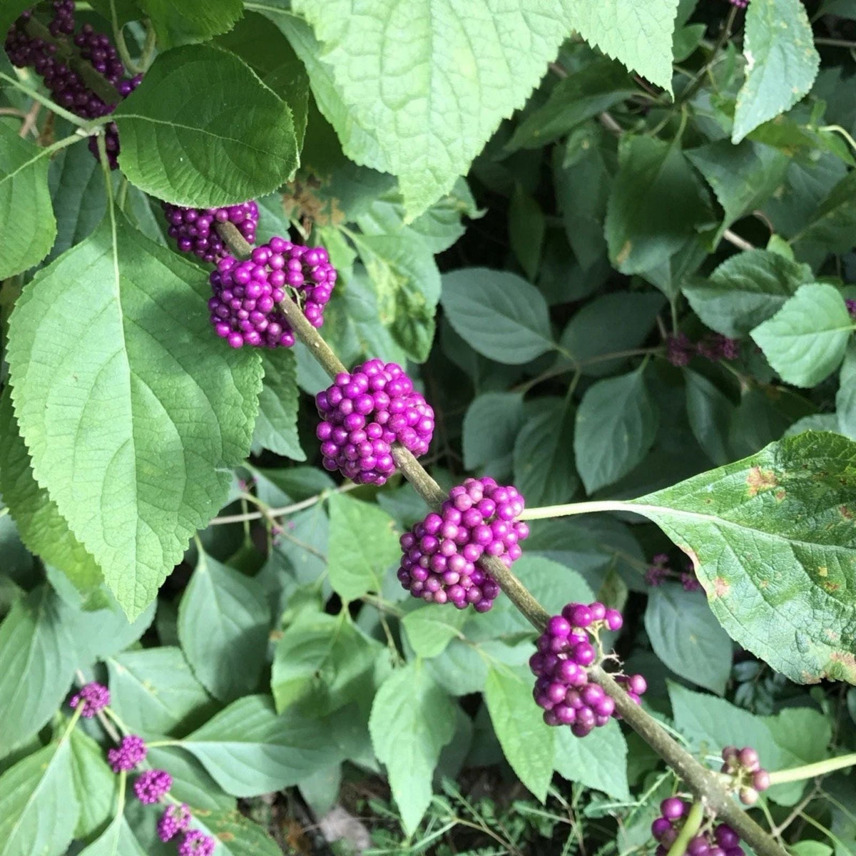 American Beautyberry Live Plant - 12 Inches - 'Callicarpa americana' - Hardy Perennial with Vibrant Berries