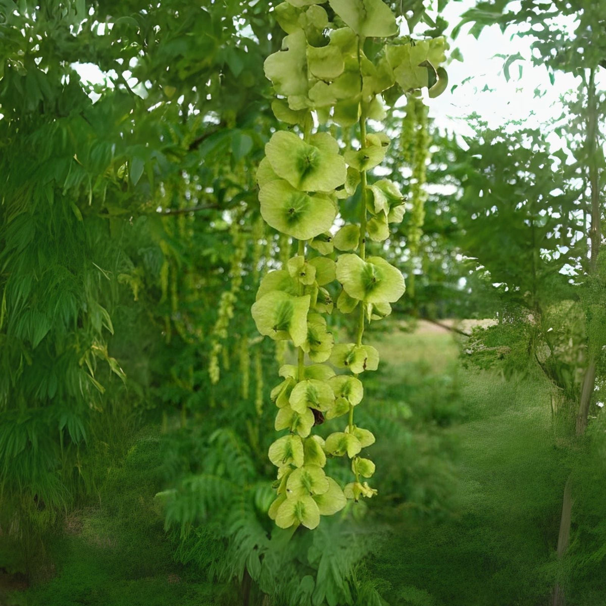 Wingnut Tree Seeds - 10 Seeds - Pterocarya fraxinifolia - Hardy Deciduous Tree Seeds for Landscaping and Gardening