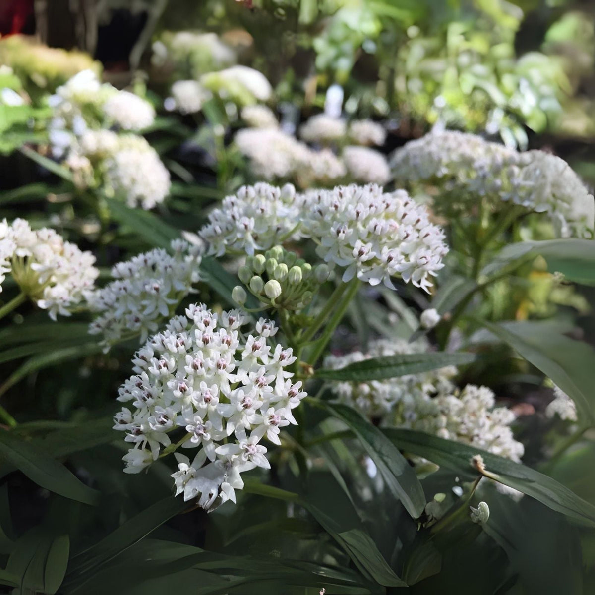 White Swamp Milkweed Seeds - 100 Native Seeds for Planting - Asclepias perennis - Whorled Milkweed
