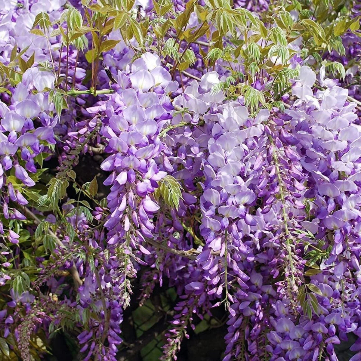 Chinese Wisteria Vine Seeds - 10 Pack - Wisteria sinensis - Exotic Flowering Climbing Plant Seeds for Garden