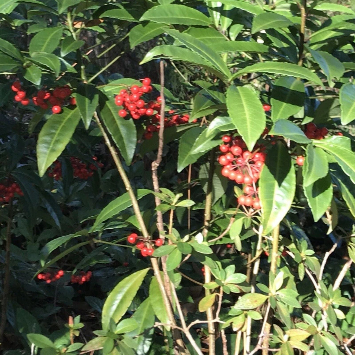 Organic Coral Berry Plant 1.5-2 Ft Ardisia crenata - Native Ornamental Plant for Gardens and Landscapes