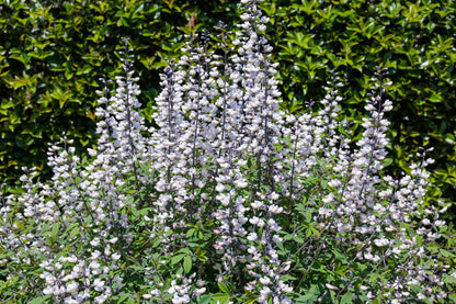 50 WHITE WILD INDIGO Baptisia Alba Usa Native Pollinator Flower Seeds