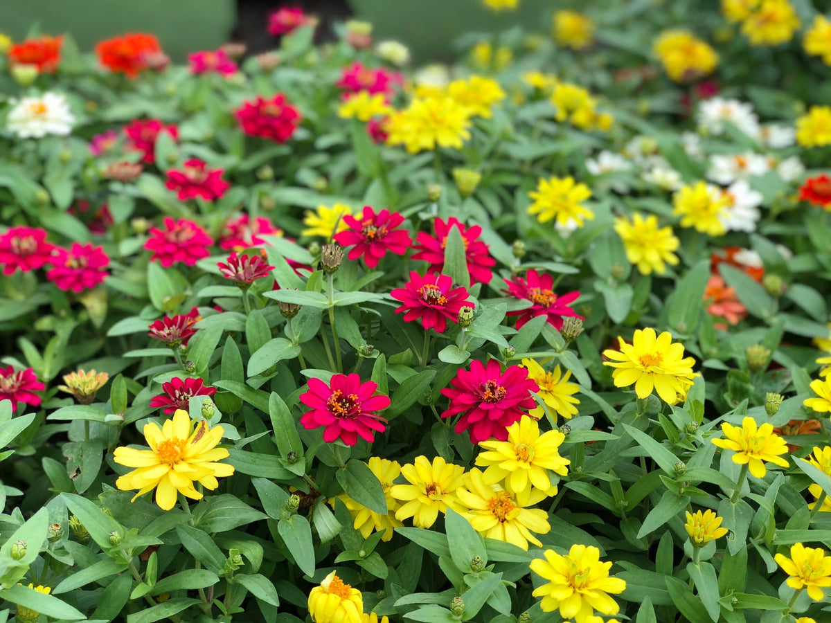 250 Mixed Colors CLASSIC ZINNIA Linearis Angustifolia Narrow Leaf Creeping Mexican Flower Seeds