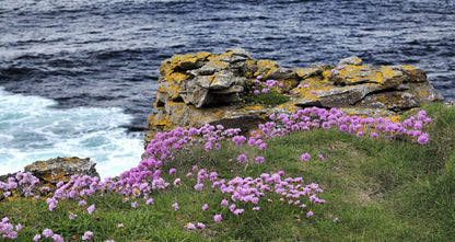 50 SEA THRIFT Armeria Maritima California Sea Pink Cliff Rose Cushion Pink Lavender Native Maritime Flower Seeds