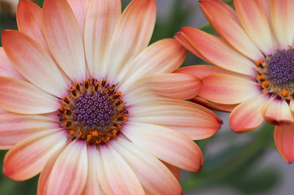 25 SALMON AFRICAN DAISY Dimorphotheca Sinuata Apricot Flower Seeds