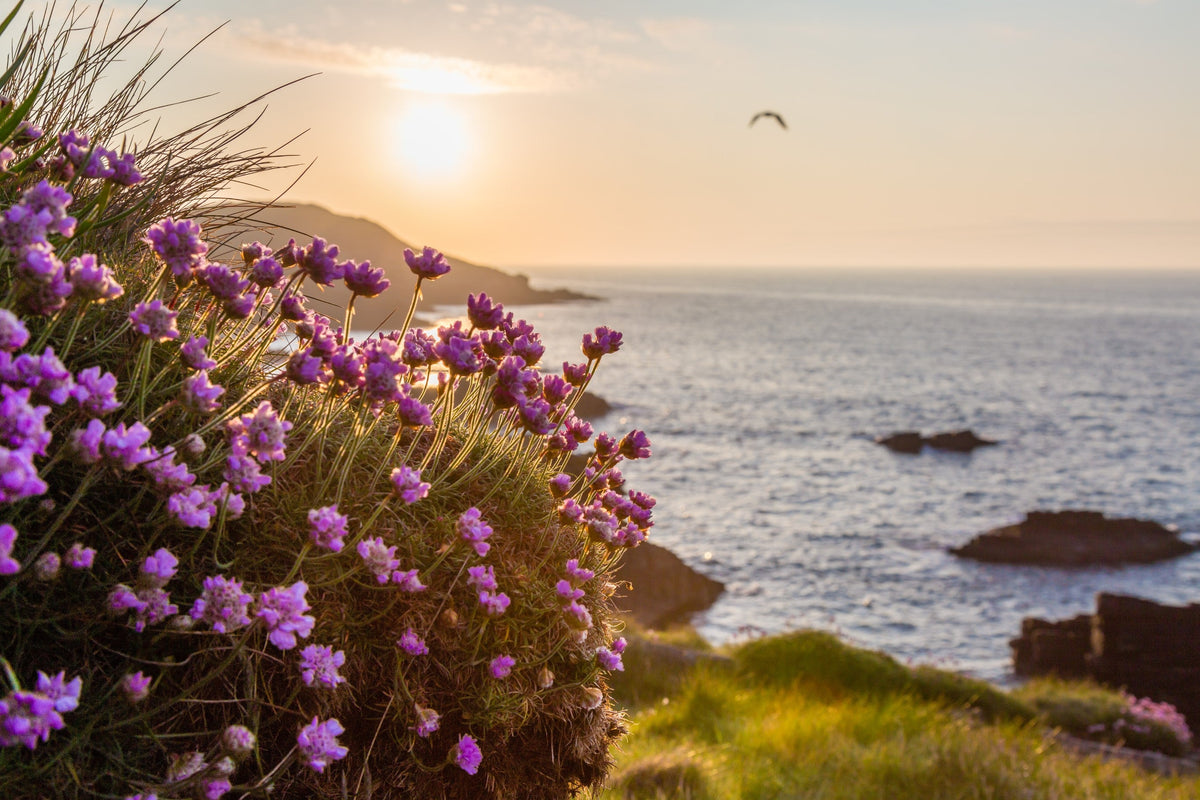 50 SEA THRIFT Armeria Maritima California Sea Pink Cliff Rose Cushion Pink Lavender Native Maritime Flower Seeds