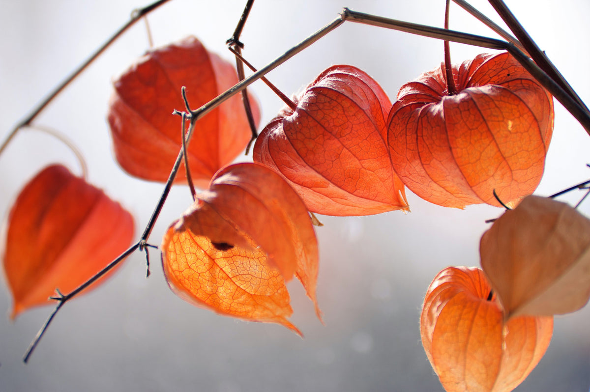 100 CHINESE LANTERN (Winter or Ground Cherry / Japanese Lantern) Physalis Alkekengi Flower Seeds