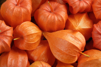 100 CHINESE LANTERN (Winter or Ground Cherry / Japanese Lantern) Physalis Alkekengi Flower Seeds