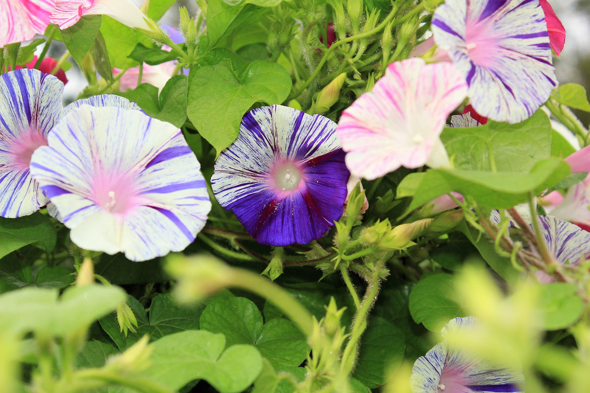 40 CARNEVALE di VENEZIA MORNING GLORY Pink & Purple with White Stripes Ipomoea Purpurea Flower Vine Seeds