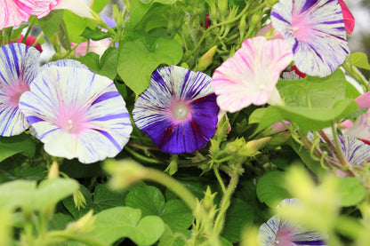 40 CARNEVALE di VENEZIA MORNING GLORY Pink & Purple with White Stripes Ipomoea Purpurea Flower Vine Seeds