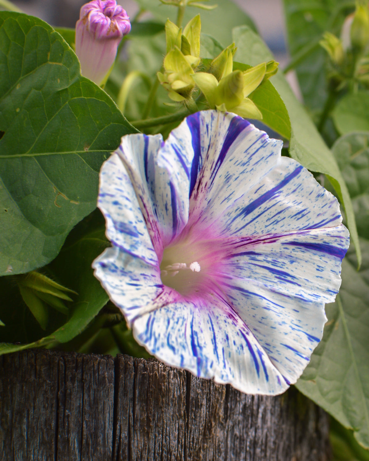 40 CARNEVALE di VENEZIA MORNING GLORY Pink & Purple with White Stripes Ipomoea Purpurea Flower Vine Seeds