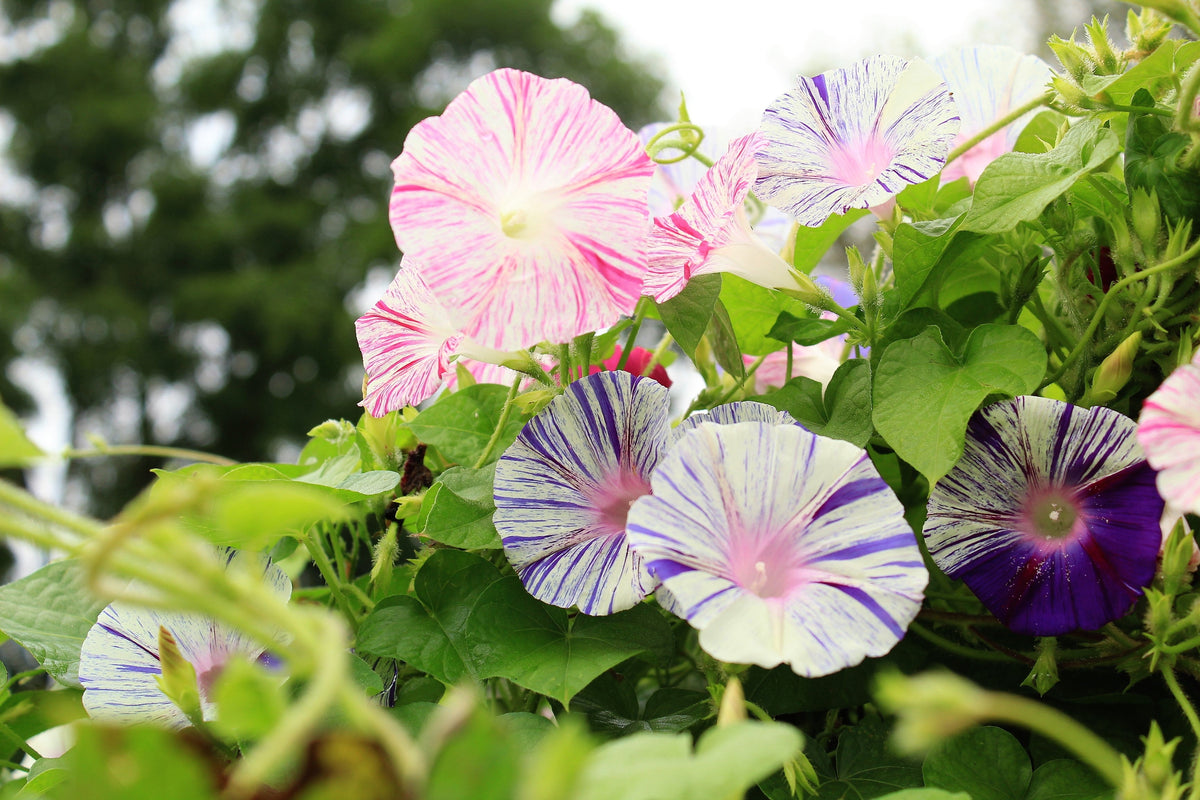 40 CARNEVALE di VENEZIA MORNING GLORY Pink & Purple with White Stripes Ipomoea Purpurea Flower Vine Seeds