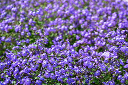 50 BROWALLIA Americana Amethyst Flower Bush Violet Blue Purple Flower Seeds