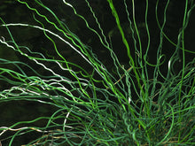 10 CORKSCREW RUSH Spiral Grass Juncus Effusus Spiralis Wetland Pond Seeds