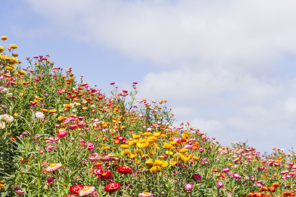 100 TALL Double MIXED Colors STRAWFLOWER Xerochrysum Bracteatum Helichrysum Monstrosum Flower Seeds