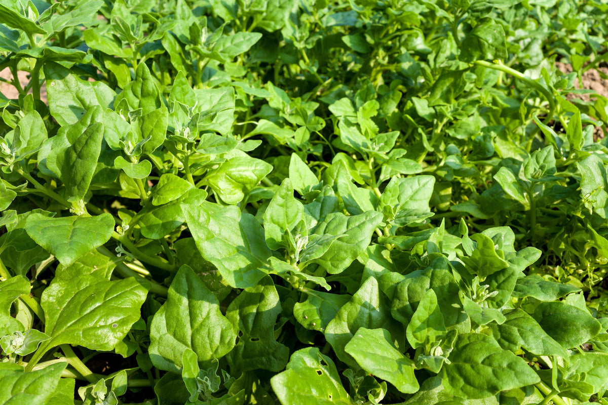 60 NEW ZEALAND SPINACH Tetragonia Tetragonioides Vegetable Greens Seeds