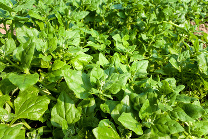 60 NEW ZEALAND SPINACH Tetragonia Tetragonioides Vegetable Greens Seeds