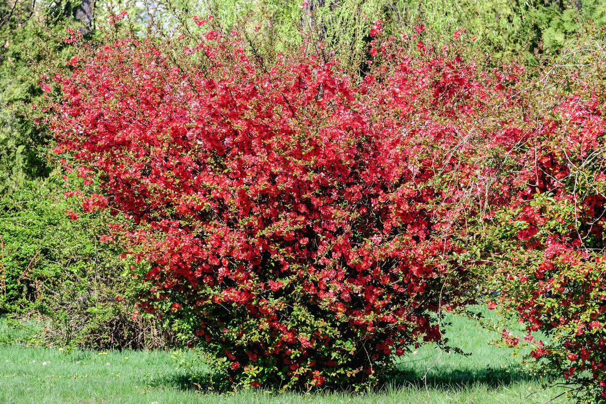 20 Red Flowering DWARF QUINCE Shrub Fruit Chaenomeles Japonica Scarlet Seeds