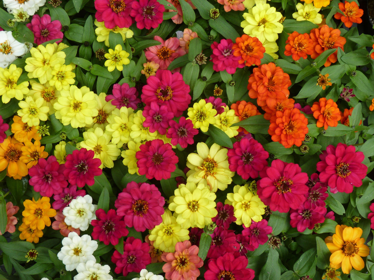250 Mixed Colors CLASSIC ZINNIA Linearis Angustifolia Narrow Leaf Creeping Mexican Flower Seeds