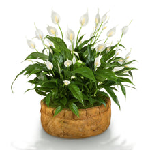 10 PEACE LILY Spathiphyllum Wallisii Houseplant White Sails / Spathe Flower Seeds