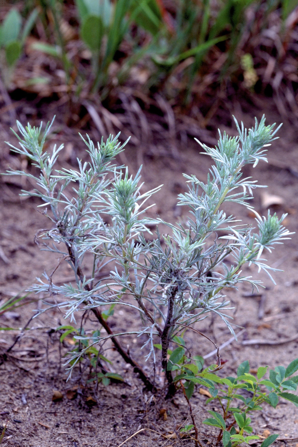 500 BEACH WORMWOOD Artemisia Campestris Caudata Silvermound Red Sagewort Herb Flower Seeds