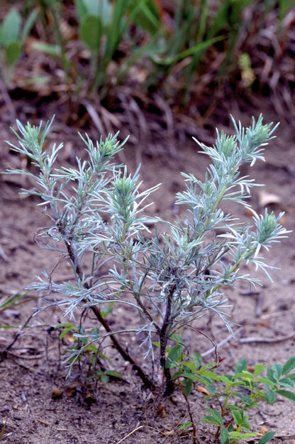 500 BEACH WORMWOOD Artemisia Campestris Caudata Silvermound Red Sagewort Herb Flower Seeds