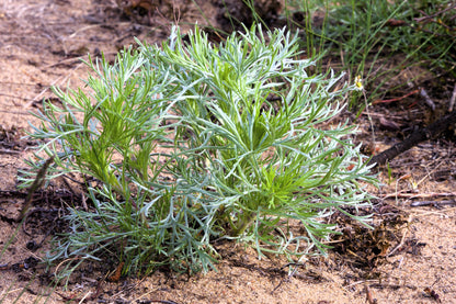 500 BEACH WORMWOOD Artemisia Campestris Caudata Silvermound Red Sagewort Herb Flower Seeds