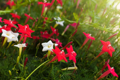50 CYPRESS VINE MIX Ipomoea Quamoclit Convolvulus Hummingbird Star Morning Glory Cardinal Creeper Flower Seeds - Mixed Colors Red Pink White