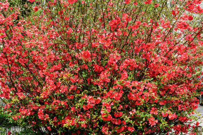20 Red Flowering DWARF QUINCE Shrub Fruit Chaenomeles Japonica Scarlet Seeds