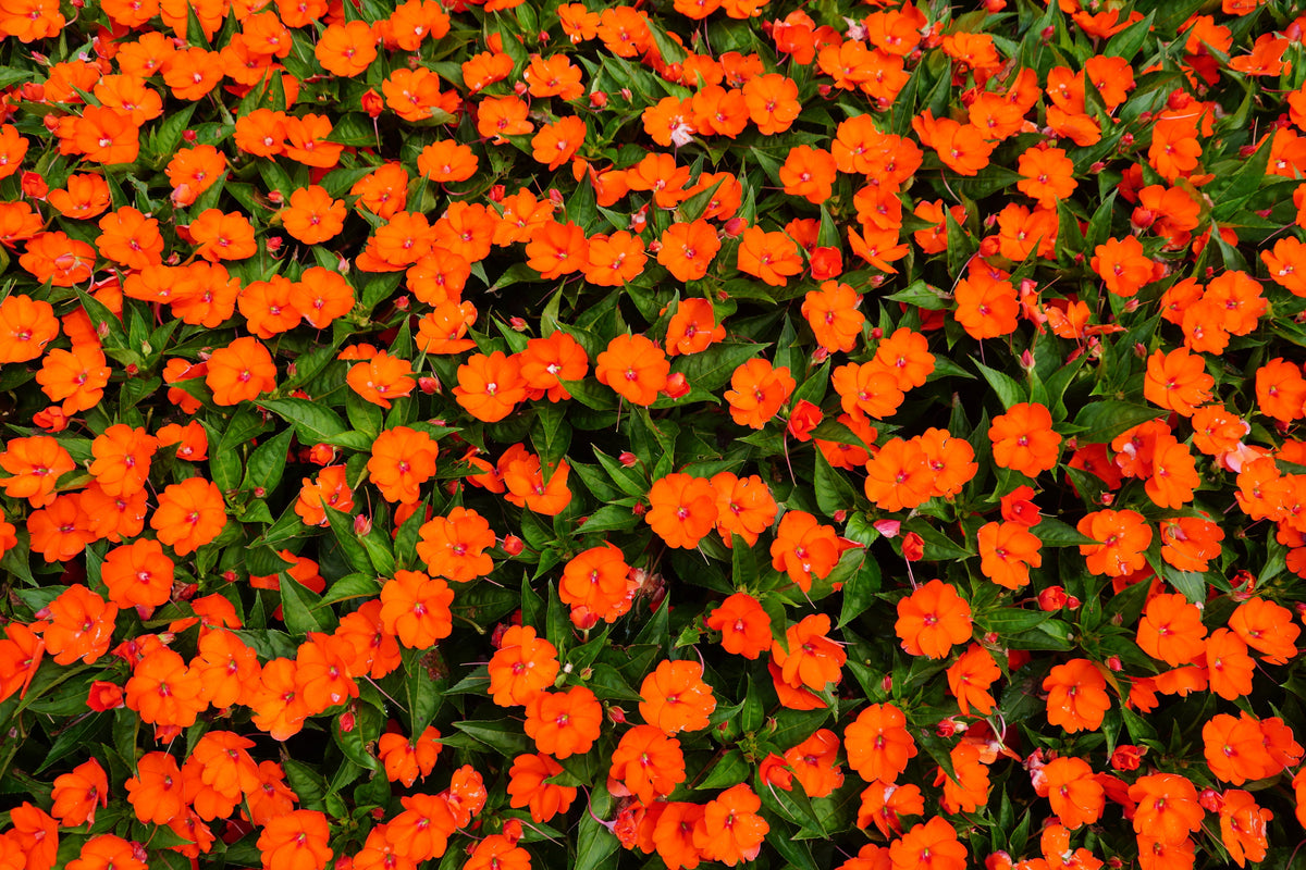 50 MIXED COLORS Dwarf IMPATIENS Walleriana Part Sun or Full Shade Red, White, Pink, Carmine, Scarlet, & Orange Flower Seeds