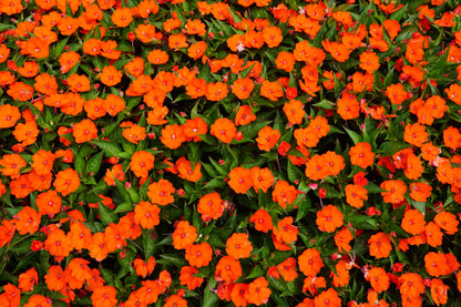 50 MIXED COLORS Dwarf IMPATIENS Walleriana Part Sun or Full Shade Red, White, Pink, Carmine, Scarlet, & Orange Flower Seeds