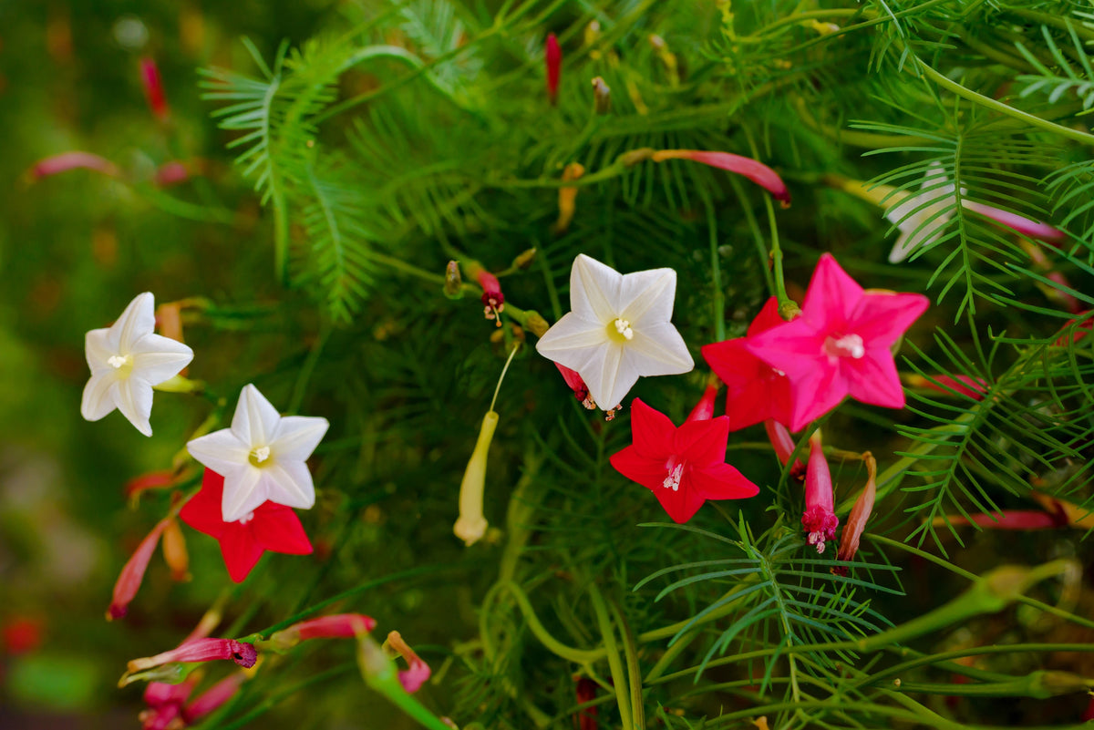 50 CYPRESS VINE MIX Ipomoea Quamoclit Convolvulus Hummingbird Star Morning Glory Cardinal Creeper Flower Seeds - Mixed Colors Red Pink White