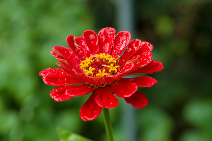 250 Mixed Colors CLASSIC ZINNIA Linearis Angustifolia Narrow Leaf Creeping Mexican Flower Seeds