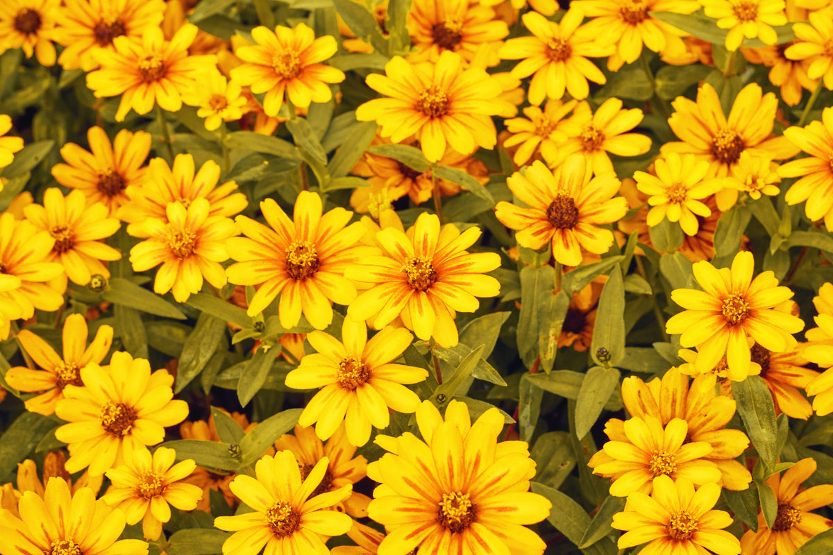 250 Mixed Colors CLASSIC ZINNIA Linearis Angustifolia Narrow Leaf Creeping Mexican Flower Seeds
