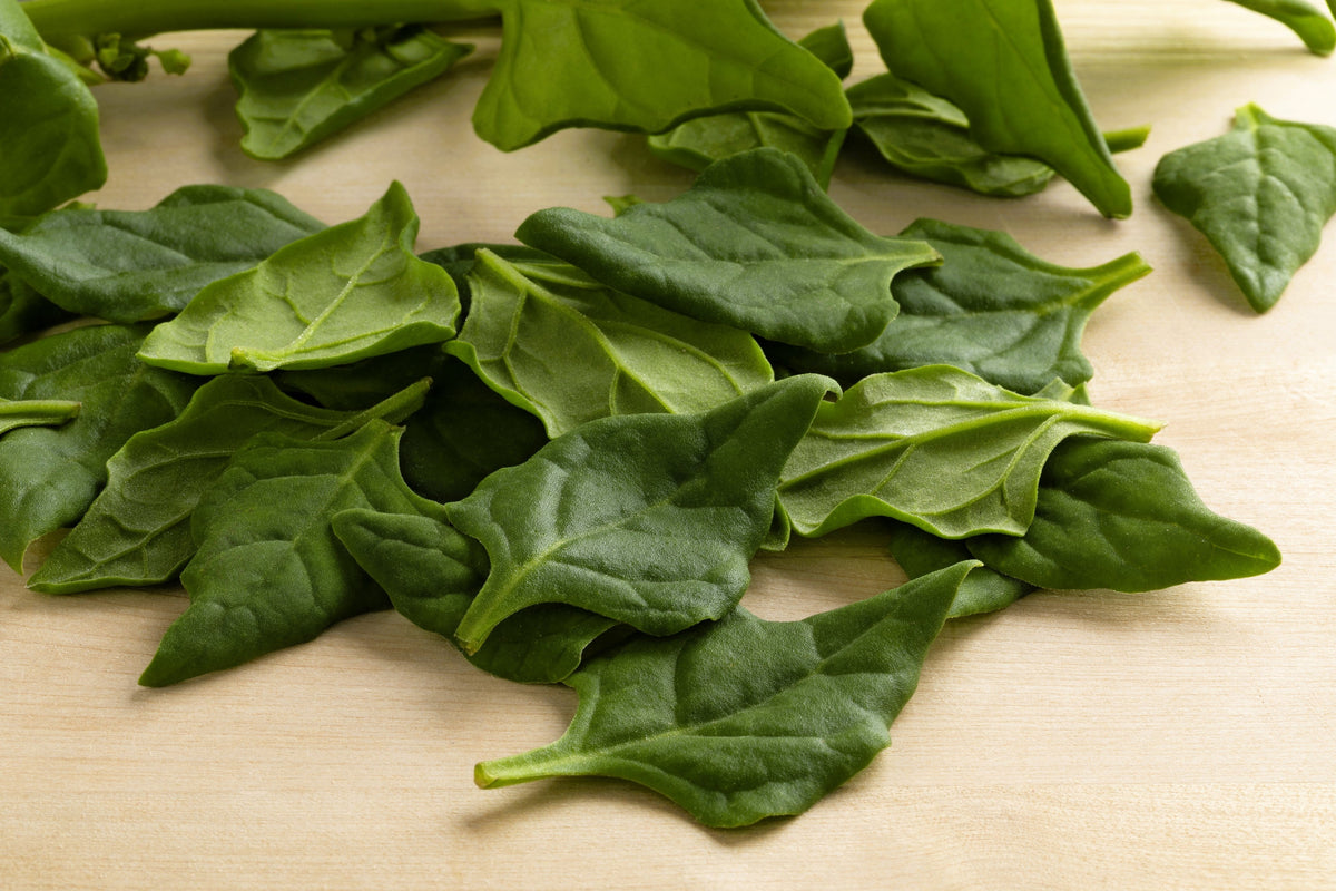 60 NEW ZEALAND SPINACH Tetragonia Tetragonioides Vegetable Greens Seeds