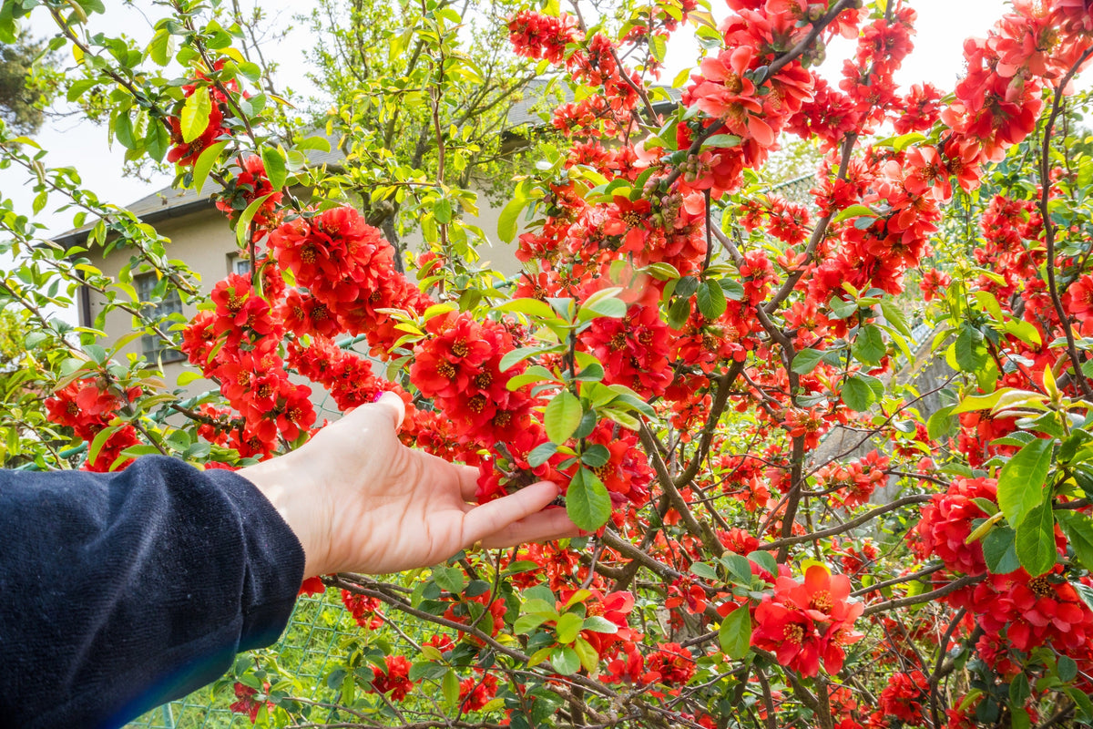 20 Red Flowering DWARF QUINCE Shrub Fruit Chaenomeles Japonica Scarlet Seeds