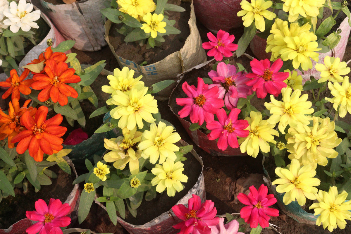 250 Mixed Colors CLASSIC ZINNIA Linearis Angustifolia Narrow Leaf Creeping Mexican Flower Seeds