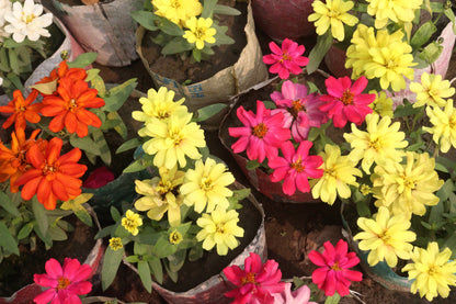 250 Mixed Colors CLASSIC ZINNIA Linearis Angustifolia Narrow Leaf Creeping Mexican Flower Seeds