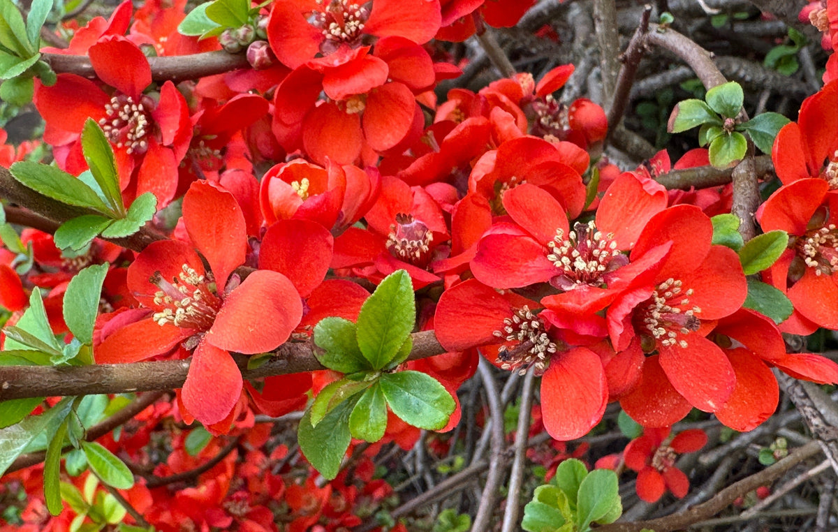 20 Red Flowering DWARF QUINCE Shrub Fruit Chaenomeles Japonica Scarlet Seeds