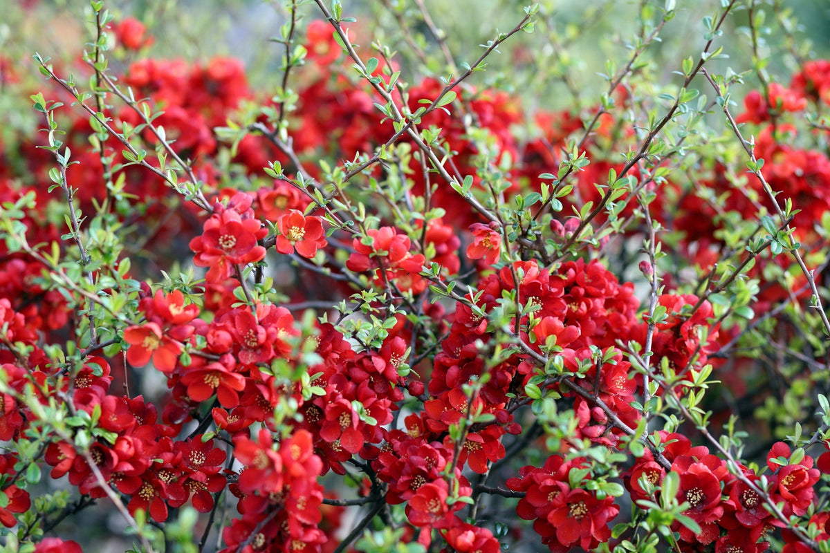 20 Red Flowering DWARF QUINCE Shrub Fruit Chaenomeles Japonica Scarlet Seeds