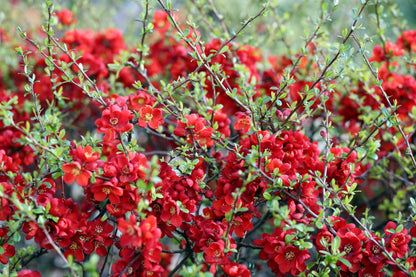20 Red Flowering DWARF QUINCE Shrub Fruit Chaenomeles Japonica Scarlet Seeds