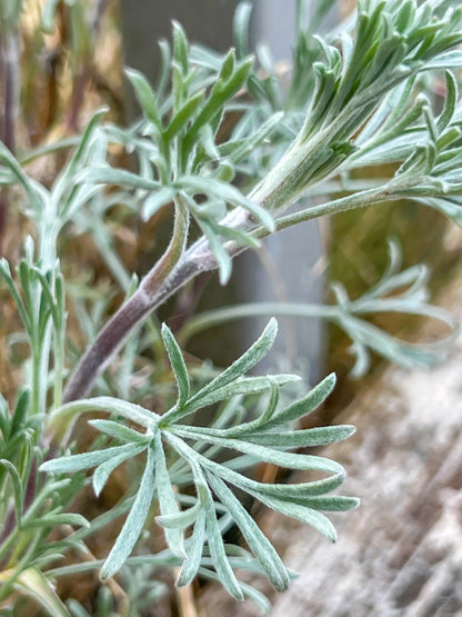 500 BEACH WORMWOOD Artemisia Campestris Caudata Silvermound Red Sagewort Herb Flower Seeds