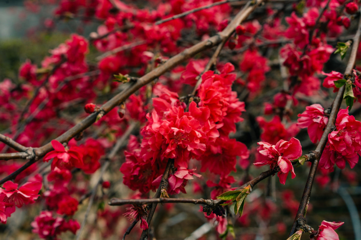 20 Red Flowering DWARF QUINCE Shrub Fruit Chaenomeles Japonica Scarlet Seeds