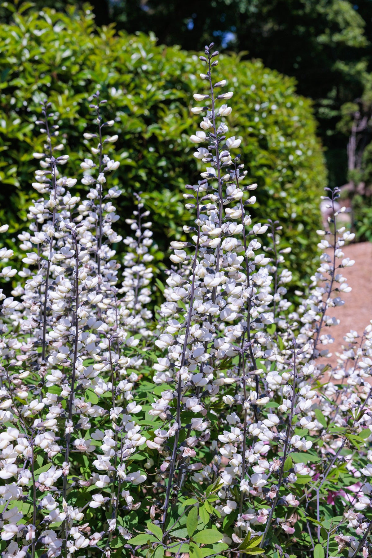 50 WHITE WILD INDIGO Baptisia Alba Usa Native Pollinator Flower Seeds