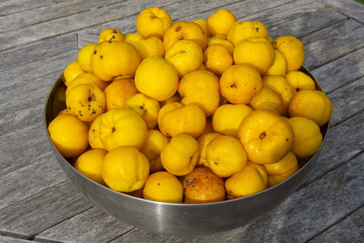 20 Red Flowering DWARF QUINCE Shrub Fruit Chaenomeles Japonica Scarlet Seeds