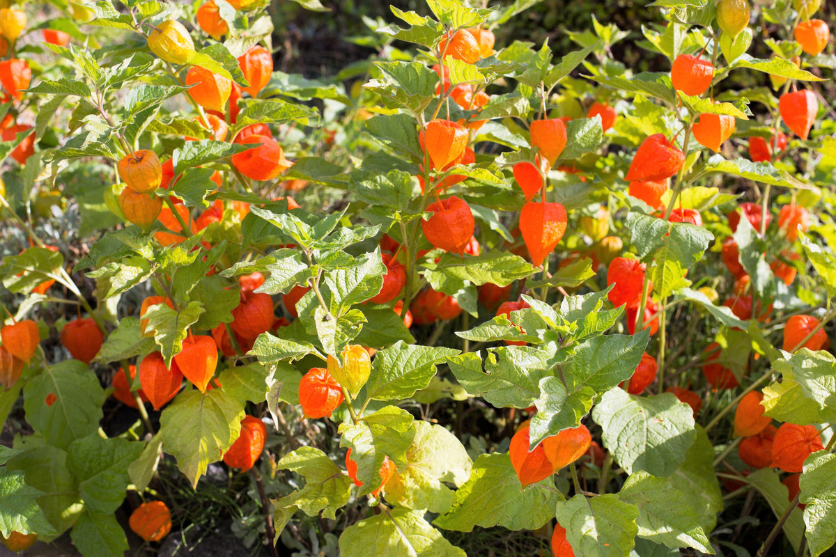 100 CHINESE LANTERN (Winter or Ground Cherry / Japanese Lantern) Physalis Alkekengi Flower Seeds