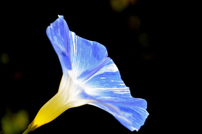 40 CARNEVALE di VENEZIA MORNING GLORY Pink & Purple with White Stripes Ipomoea Purpurea Flower Vine Seeds